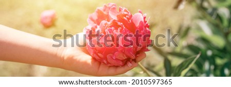 pink peony flower head in full bloom in a children hand on a background of blurred green leaves and grass in the floral garden on a sunny summer day. banner. flare