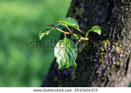 Close-up of a small twig with leaves