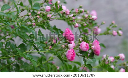 Pink Rose bush densely covered with small flowers. Background of pink Roses. Soft focus. Nature background, love and affection concept. Garden Roses. Many flowers .Copy space. 