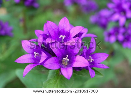 Purple Bell flowers in the garden, Purple Campanula Glomerata, Purple Bell flowers macro, Beauty in nature, macro photography, stock image