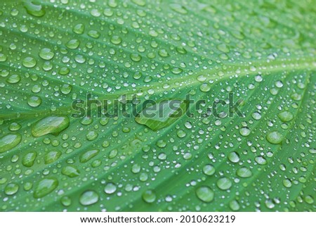 Close up of water drops on green leaf – background for environmental concepts