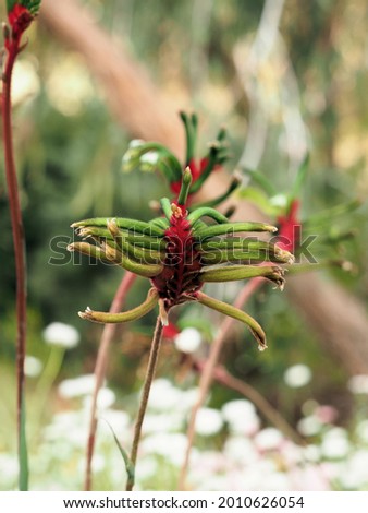 A closeup shot of a red-and-green kangaroo paw plant