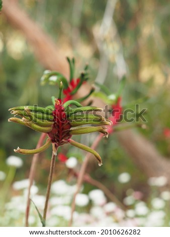 A closeup shot of a red-and-green kangaroo paw plant