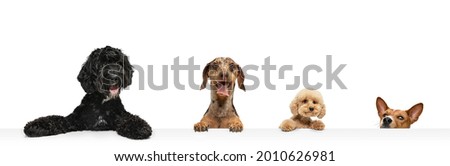 Peeking out. Collage ofstudio images of four purebred dogs sitting isolated over white background. Fluffy and shorthaired. Copyspace for ad. Flyer Royalty-Free Stock Photo #2010626981