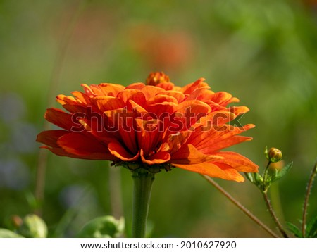 Beautiful marigolds, calendula, close-up. Medicine flowers in a large close up.