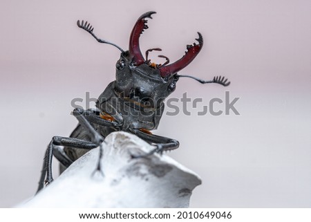 Macro photo of European stag beetle (Lucanus cervus) in nature. Isolated on a light background
