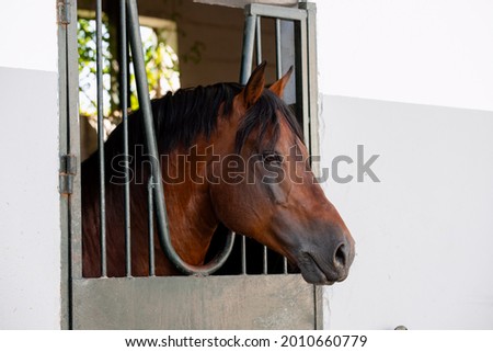 Adult stallion of franches montagnes also known as freiberger horse leaning out the box