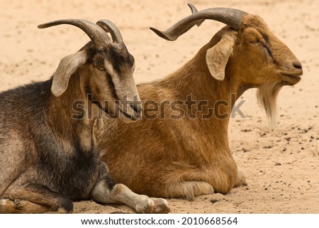 A couple of goats sitting on the ground