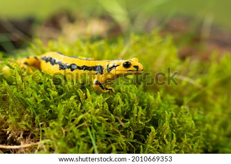 Barred fire salamander. Fire salamanders live in central Europe forests and are more common in hilly areas. 