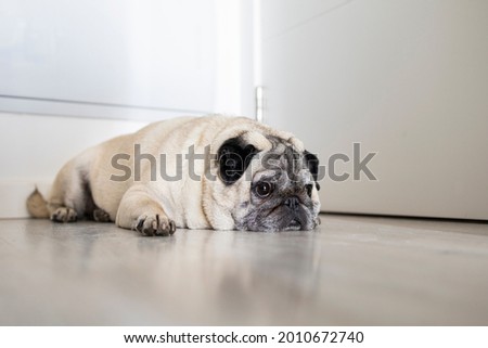 
Watchdog in front of the front door. Dog waiting for the return of its owner. Separation anxiety. Portrait of a cute pug breed dog Royalty-Free Stock Photo #2010672740