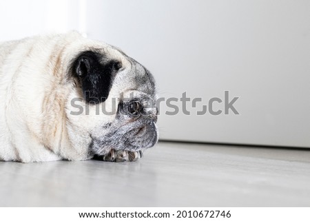 
Watchdog in front of the front door. Dog waiting for the return of its owner. Separation anxiety. Portrait of a cute pug breed dog Royalty-Free Stock Photo #2010672746