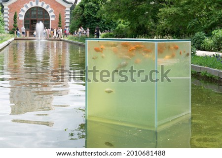 Orange koi carps swim in a glass cube. The cube is located above the surface of the water. Pisces are watching people