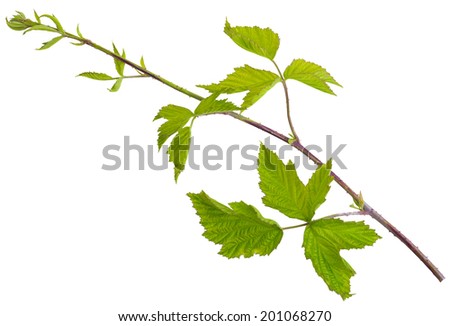 prickly branches black raspberry(wild blackberry) isolated on white background shots in macro lens close-up