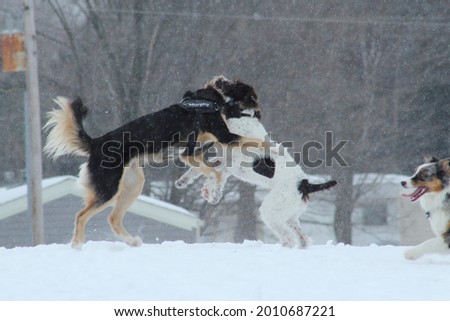 Dogs wrestling on the snow