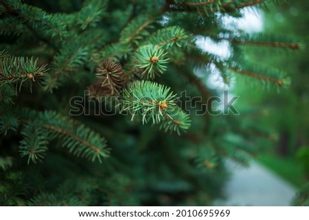 A branch of a blue spruce in the forest. Christmas tree. Natural background for winter holiday