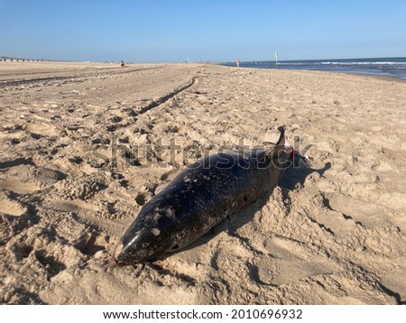 Tragic scene of a harbour porpoise washed ashore on a Dutch beach called Kijkduin Royalty-Free Stock Photo #2010696932