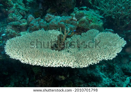 A beautiful picture of an healthy coral reef
