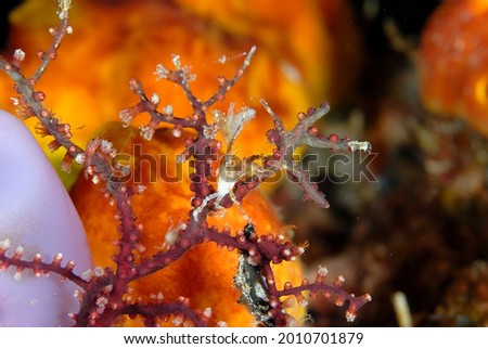 A picture of a strange crab on the coral