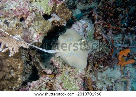 A beautiful picture of a blue spotted stingray on the bottom