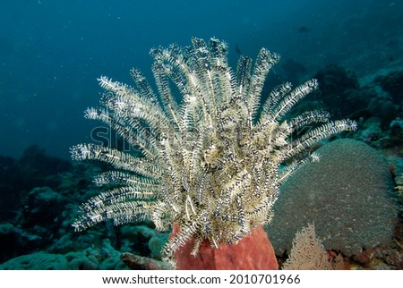 A picture of a beautiful and colored crinoid