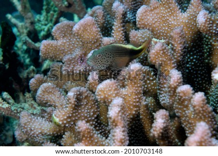 A beautiful picture of a forster hawk fish in the coral