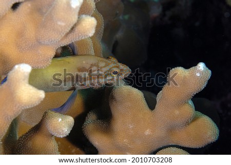 A picture of an hawk fish on the coral