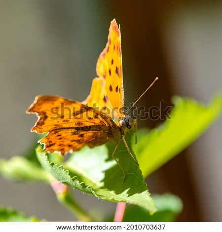 A comma, Polygonia c-album, orange butterfly on a leaf in the garden
