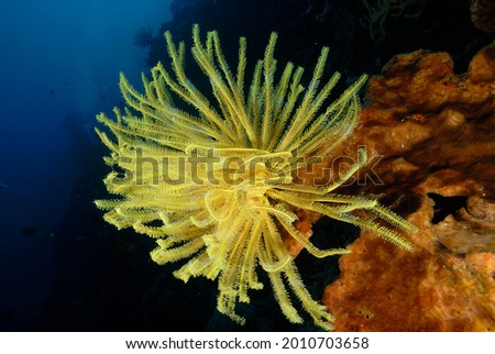 A picture of a beautiful and colored crinoid