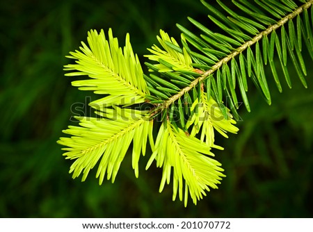 background or texture new light green spruce twig