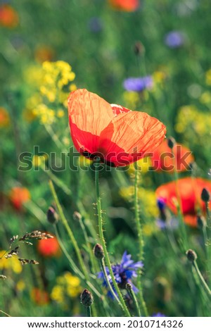 A vertical shot of a beautiful red poppy and colorful wildflowers under a sunlight