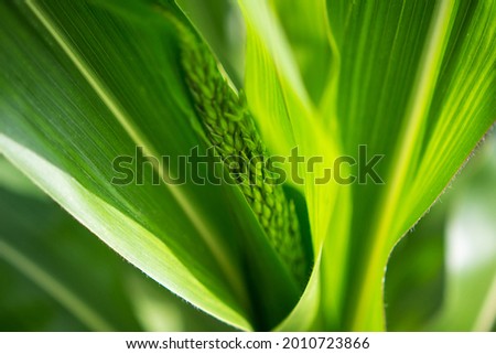Close-up picture of green shoots of corn and leaves. Farm agriculture of corn. Young corn at agriculture field.