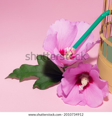 A cage surrounded by succulents, macro picture of Paulownia flower and green tube on a pink background.