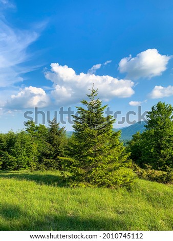 A vertical shot of lush trees on a green field under a blue cloudy sky