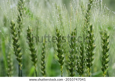 close-up of green, unripe grain, in the morning, still full of dewdrops, in the field in summer in landscape format