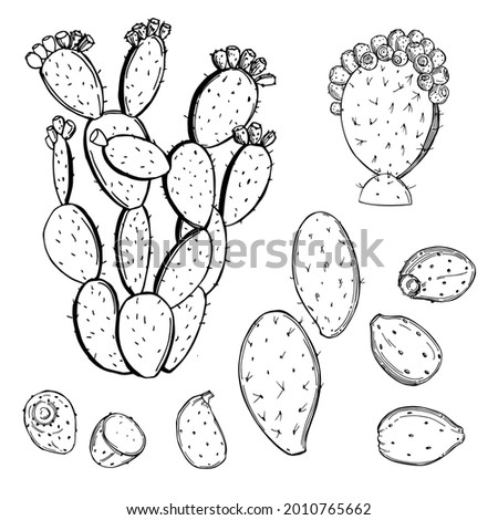 Hand drawn  prickly pear fruit on white background. Edible cactus.Vector sketch  illustration. Royalty-Free Stock Photo #2010765662