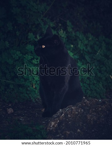 Black cat yellow eyes photogenic