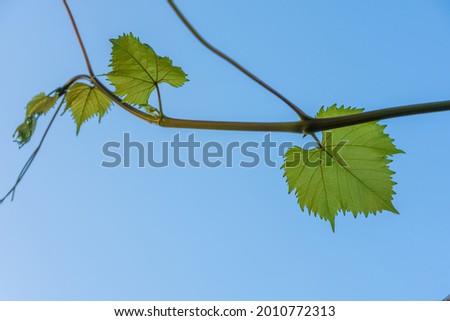 A vine branch with a few leaves under the sky