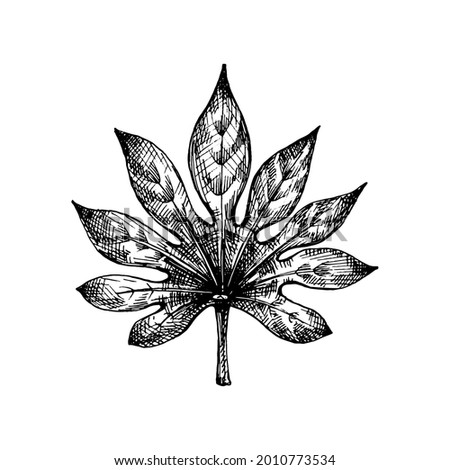 Fresh fatsia japonica leaf. Vintage vector hatching black hand drawn illustration isolated on white background