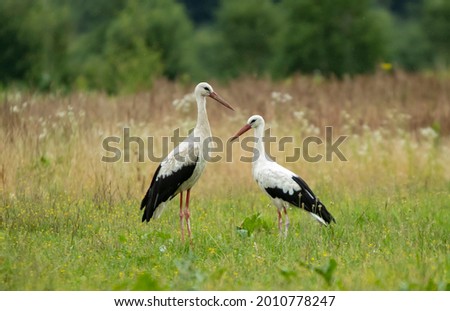 Two white storks in the field Royalty-Free Stock Photo #2010778247