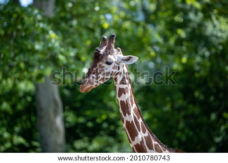 A closeup shot of the giraffe with the blurred trees in the background