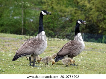 The graceful Canda geese with their goslings in the park