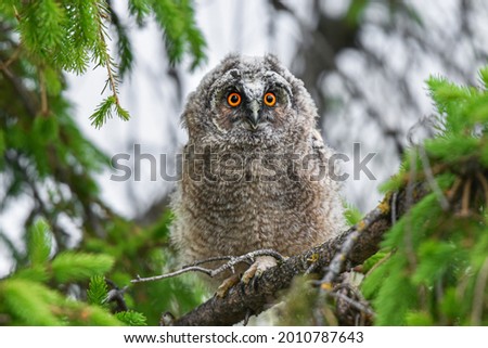Eyes of an owl, Cute Long-eared owl chick staring with big brigt eyes, Funny owl baby sitting on tree, curious Asio Otus, adorable owl portrait, young hunter growing up, baby raptor Royalty-Free Stock Photo #2010787643
