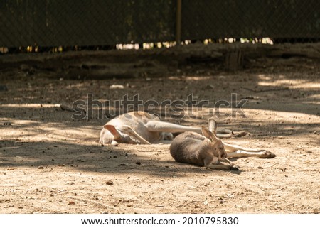 A closeup shot of Macropuses lying on the ground in a zoo