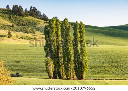 Colfax, Washington, USA. Lombardy poplar trees in a wheat field in the Palouse hills. Royalty-Free Stock Photo #2010796652