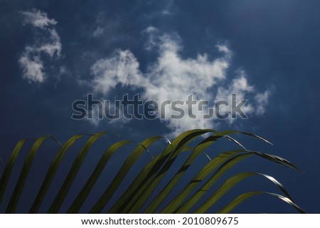 The sun rays on green palm leaves with blue clouds in the background. Sun rays on the Green leafs.