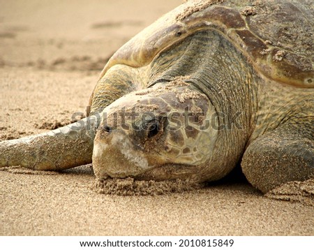 A selective focus shot of a sea turtle on a sandy beach
