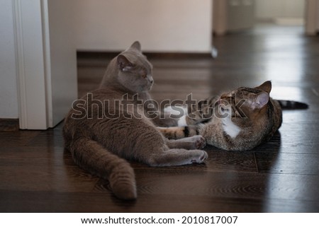 A British shorthair cat and a tabby European shorthair cat are playing with each other Royalty-Free Stock Photo #2010817007