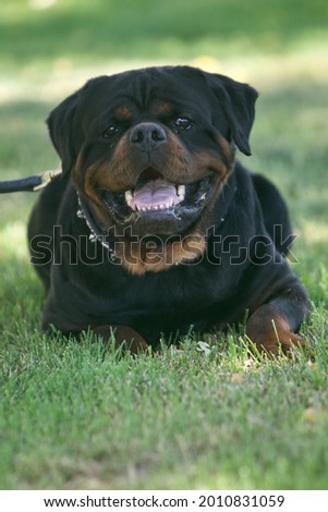 A closeup of a dog Rottweiler sitting on the grass and looking at the camera