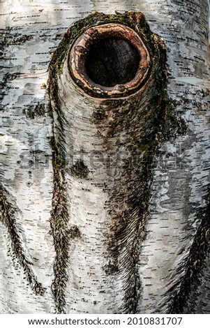 Tree Bark texture, close-up photo 