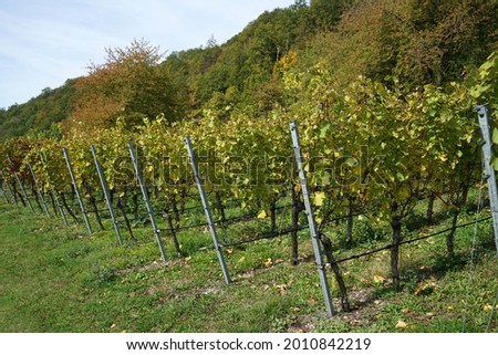 A beautiful shot of the vineyard